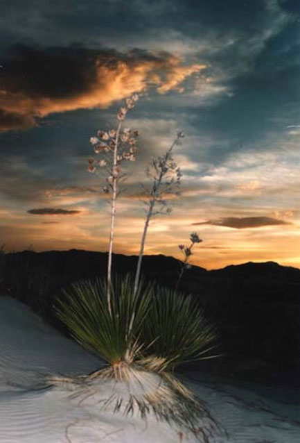 Ingrid Knight: White Sands At NM