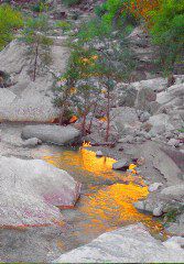 Joan Petit-Clair: Sabino Canyon