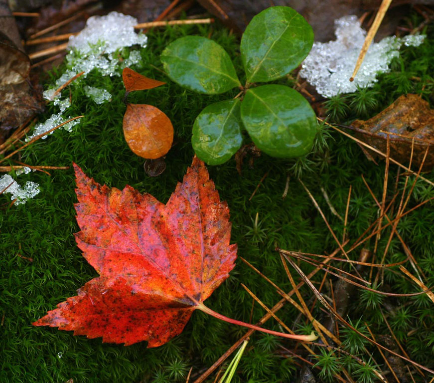 Lillian Roberts: Changing Seasons