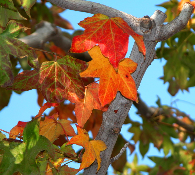 Advanced Print Nature:1st - Joan Petit-Clair: Changing Colors