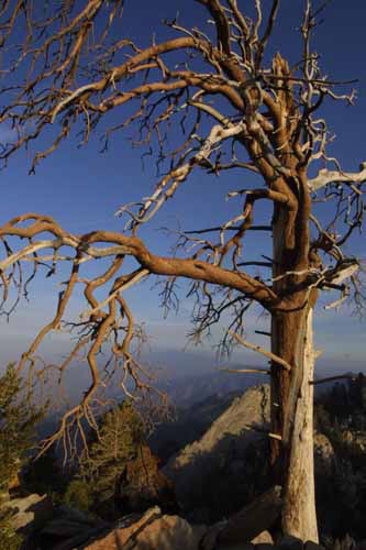 2nd - Lillian Roberts: Tree & Mountain