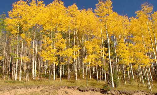 HM - Stan Spiegel: Autumn Aspens