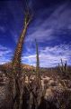 1st - Lillian Roberts: Baja Landscape