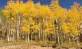 HM - Stan Spiegel: Autumn Aspens