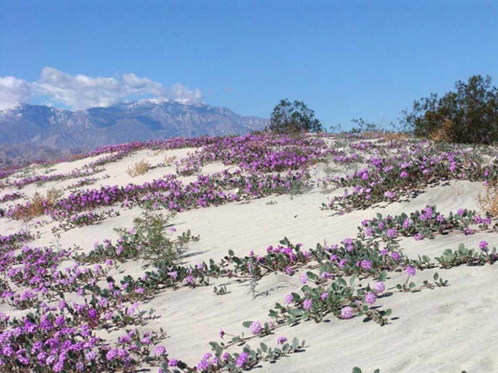 Jerry Dupree: Vanishing desert