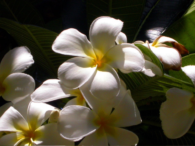 Intermediate Print Nature 1st - Bill Coleman: Mystic Plumeria