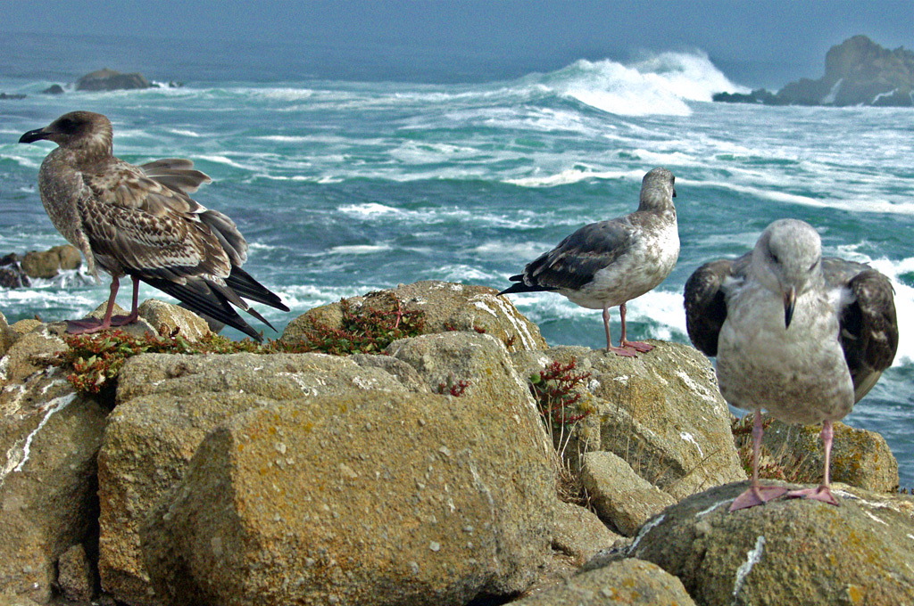 Woody Kaplan: Waiting for Lunch