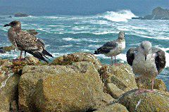 Woody Kaplan: Waiting for Lunch