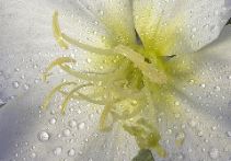 2nd - Stuart Lynn: Weeping Primrose