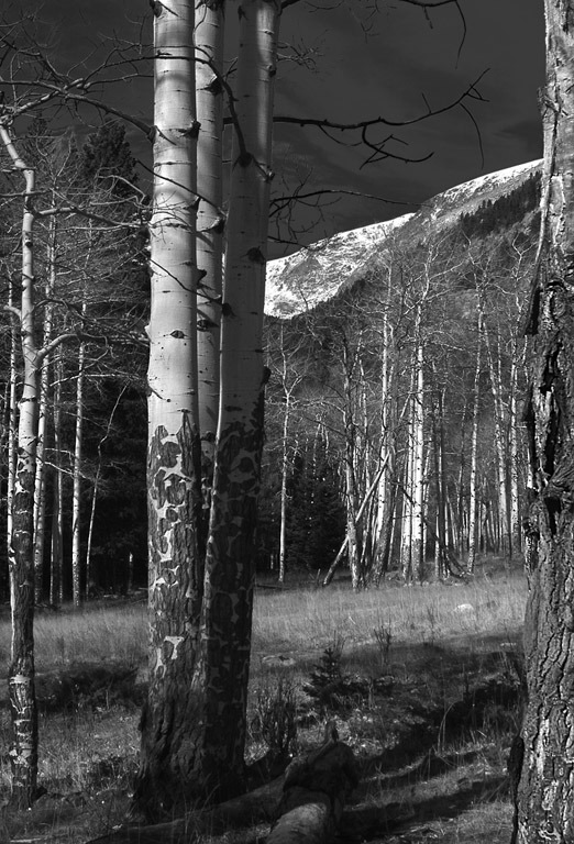 Stuart Lynn: Ready For Winter