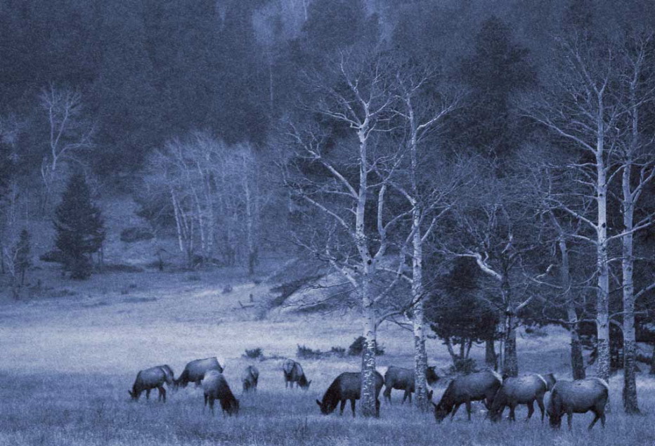 Stuart Lynn: First Snow