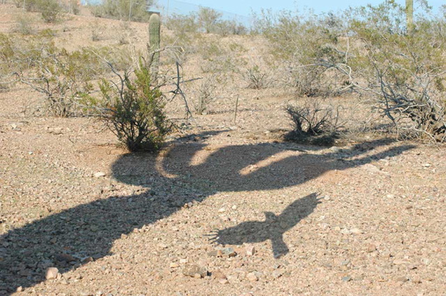 Jerry Dupree: Saguaro And Eagle