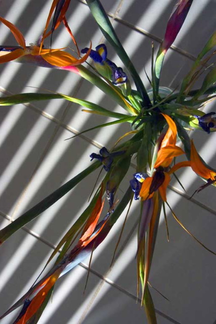 Stuart Lynn: Paradise-Spider