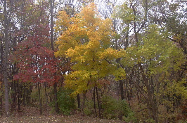 Robert Eldridge: Illinois Autumn