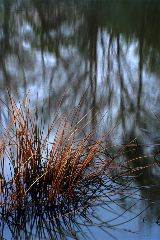 Stuart Lynn: Study In Reeds