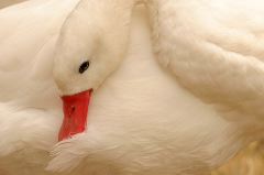 Lillian Roberts: Swan Preening