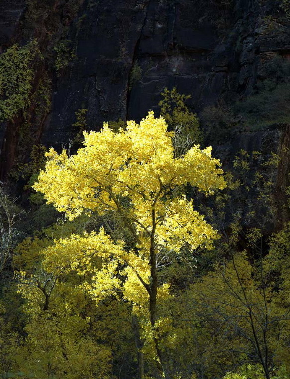 John Brantley: Fall Tree - Zion