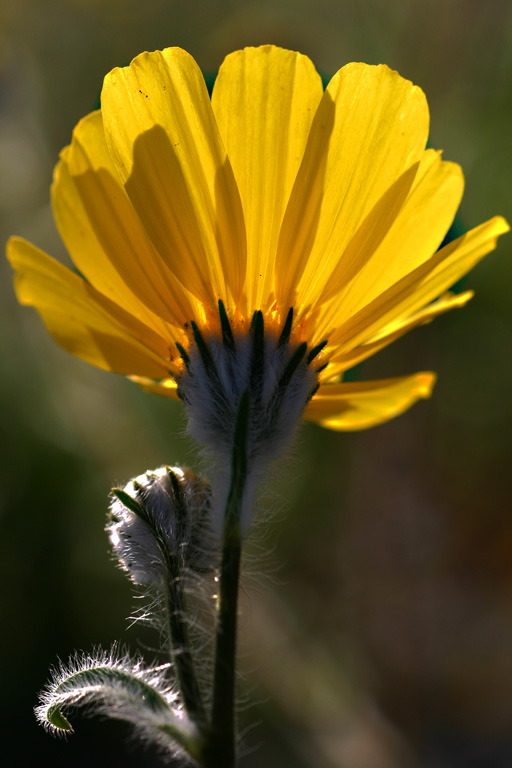 Joan Petit-Clair: Backlit Sunflower