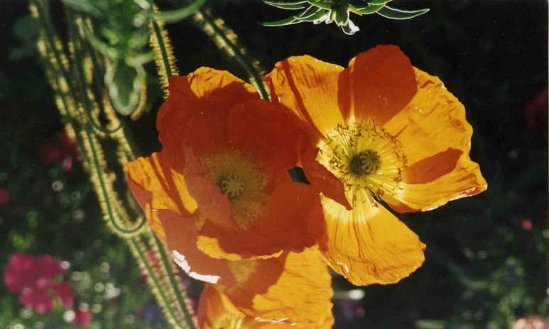 Barbara Fritts: Orange Poppies