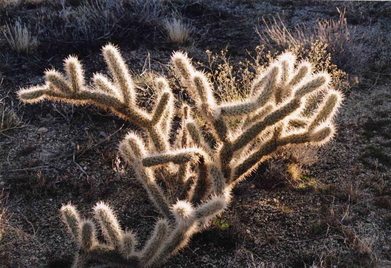 Gitta Gorman: Cholla Bush