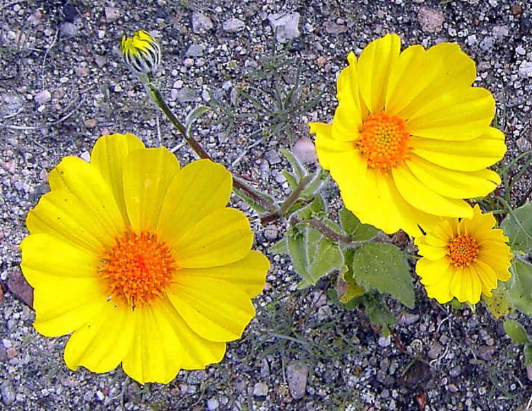 Shirley Brenon: Desert Sunflowers