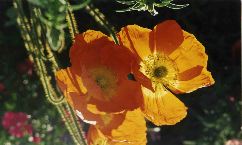 Barbara Fritts: Orange Poppies