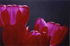 Barbara Fritts: Pink Tulips