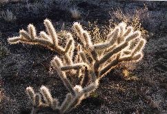 Gitta Gorman: Cholla Bush