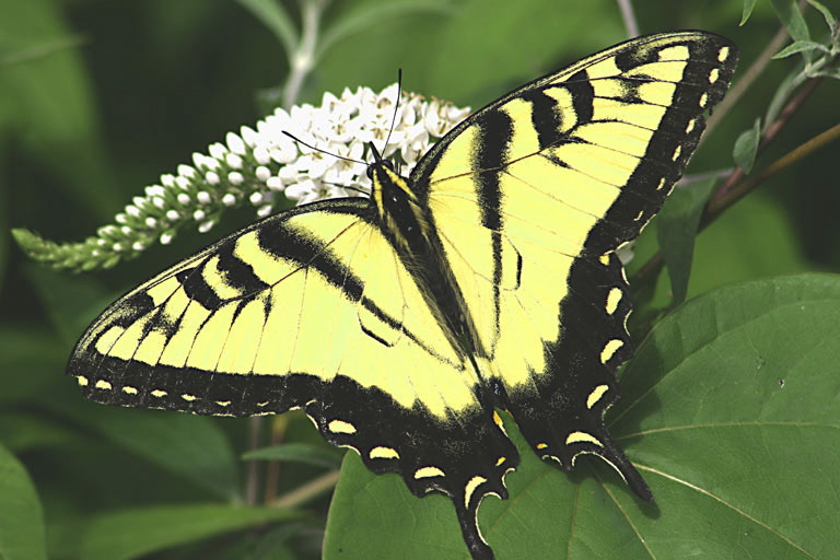 Gene Lambert: Swallowtail