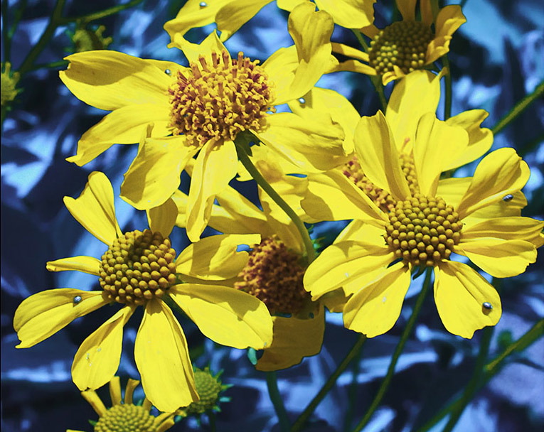 Joe Ramsey: Desert_Flowers