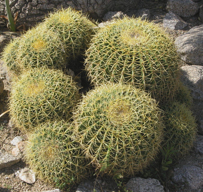 Wayne Schweifler: Golden Barrel Cacti