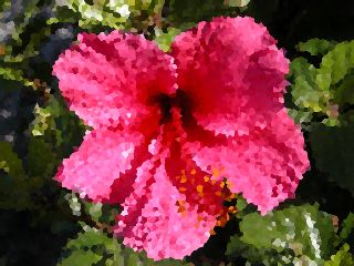 Wayne Schweifler: Pixi Hibiscus