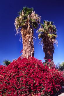 Roger Kipp: Two Trees