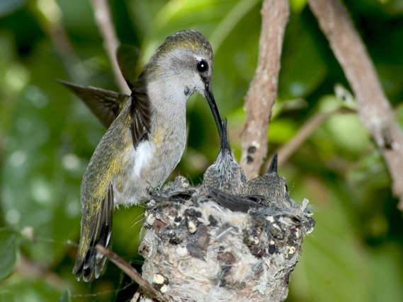 Gene Lambert: Hummer Feeding 2