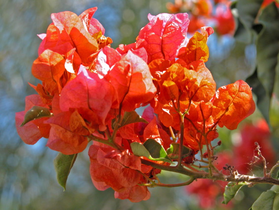 Wayne Schweifler: Bougainvillea