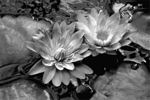 Lionel Leiter: B&W Waterlily