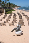 Gaby Gross: Salvador Bahia Turtle Hatchery