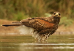 Lillian Roberts: Harris Hawk Bathing