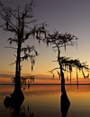 Lillian Roberts: Cypress Silhouette