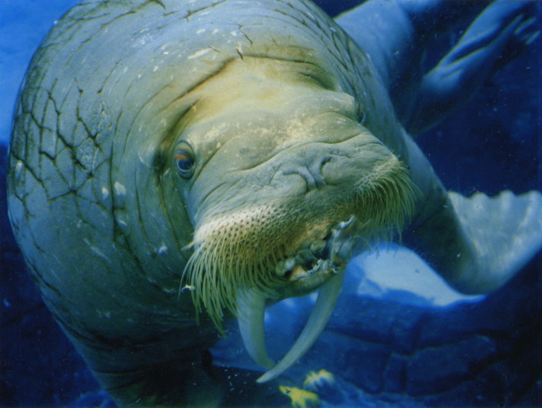 Gaby Gross:Walrus