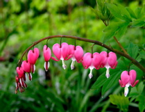 Gene Lambert: Bleeding Hearts