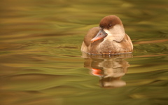 Lillian Roberts: A Duck To Water