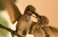 Lionel Leiter: Hummer Feeding