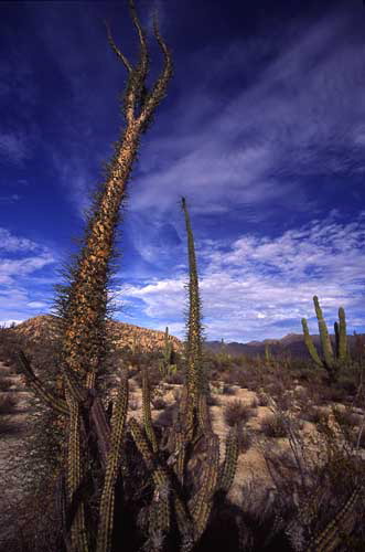 1st - Lillian Roberts: Baja Landscape