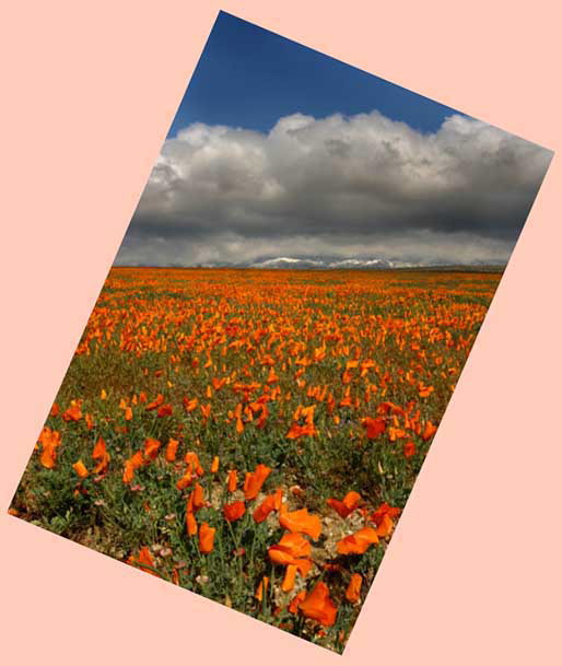 HM - Lillian Roberts: Poppies & Storm Clouds