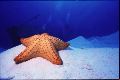 1st - Lillian: Roberts Starfish & Wreck: The Deep