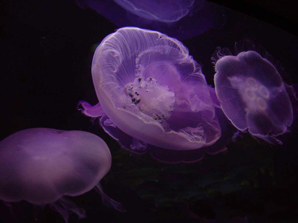 Dolly Dupree: Jellyfish Ballet
