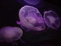 Dolly Dupree: Jellyfish Ballet