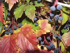 Stan Spiegel: Fall leaves with berries