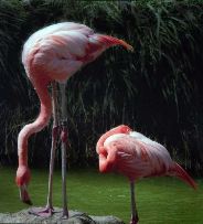 John Brantley: Flamingos